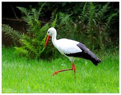 --- Weißstorch ---- ( Ciconia ciconia )