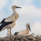 Weißstorch (Ciconia ciconia)