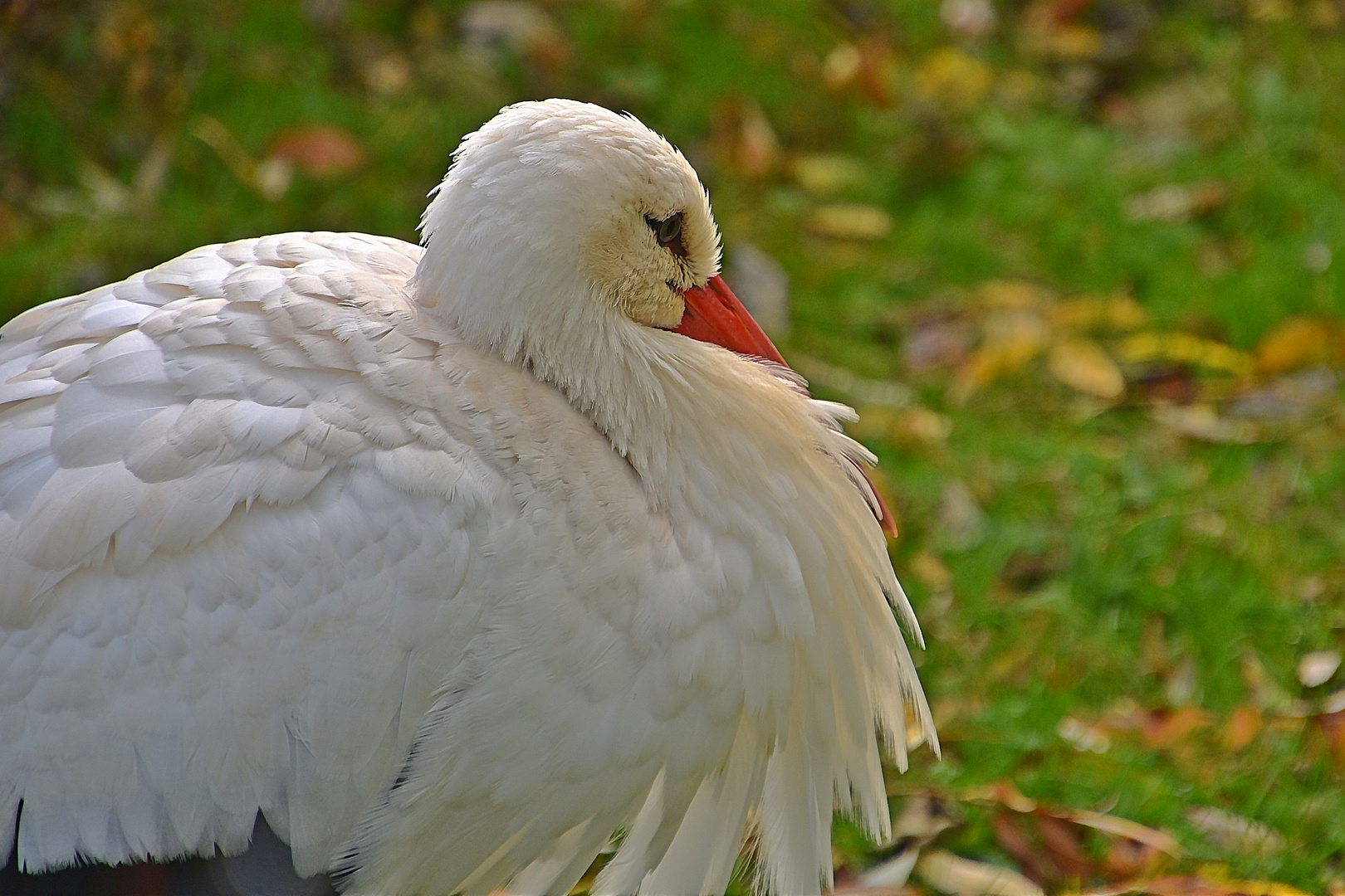 Weißstorch (Ciconia ciconia) 