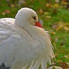 Weißstorch (Ciconia ciconia) 