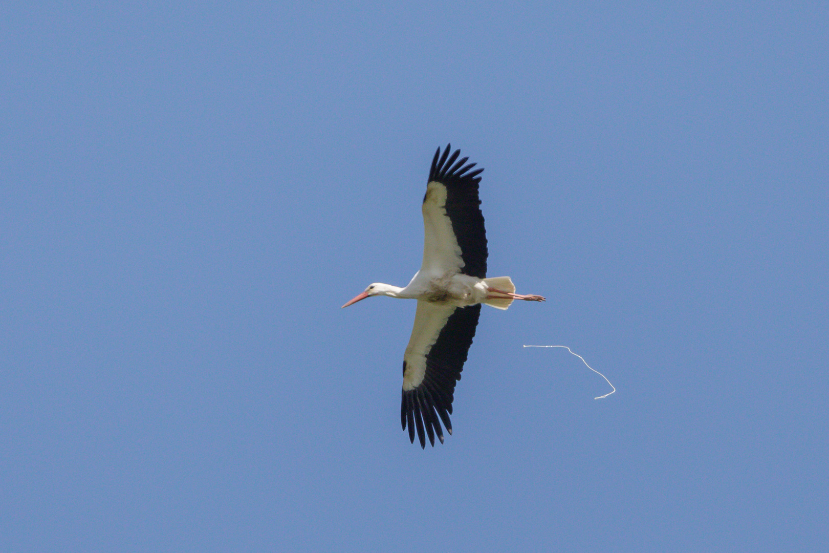  Weißstorch (Ciconia ciconia)