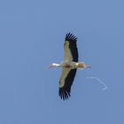  Weißstorch (Ciconia ciconia)