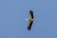  Weißstorch (Ciconia ciconia)