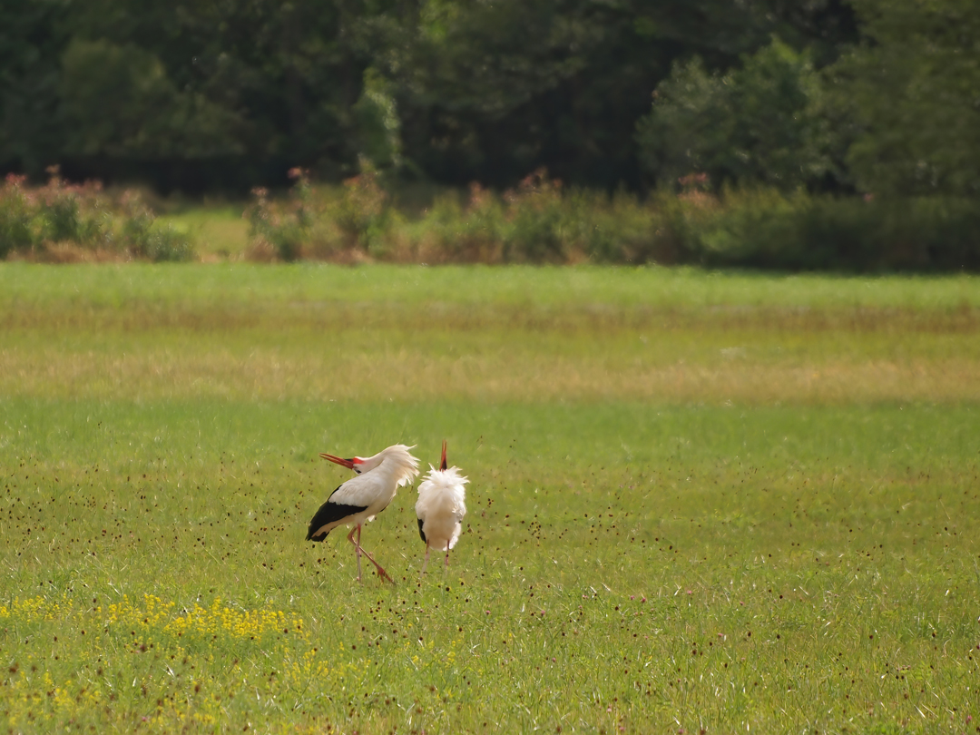 Weißstorch (Ciconia ciconia)