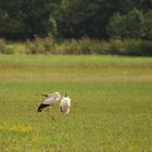 Weißstorch (Ciconia ciconia)