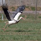 Weißstorch (Ciconia ciconia)