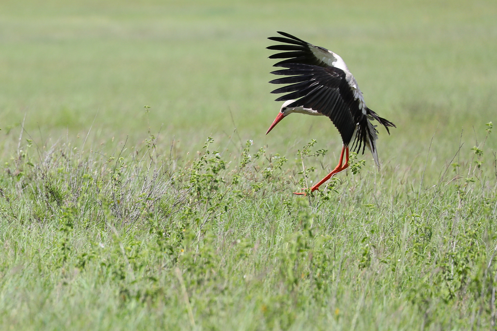 Weißstorch (Ciconia ciconia)