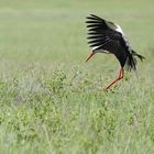 Weißstorch (Ciconia ciconia)