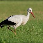 Weißstorch (Ciconia ciconia)