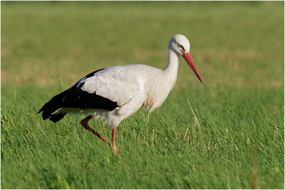 Weißstorch (Ciconia ciconia)