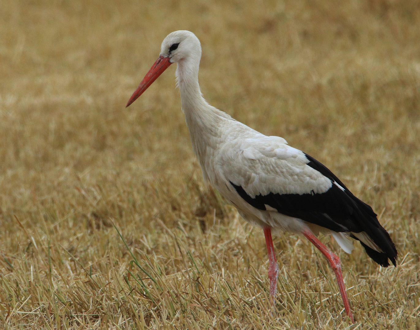 Weißstorch (Ciconia ciconia), auch Klapperstorch genannt