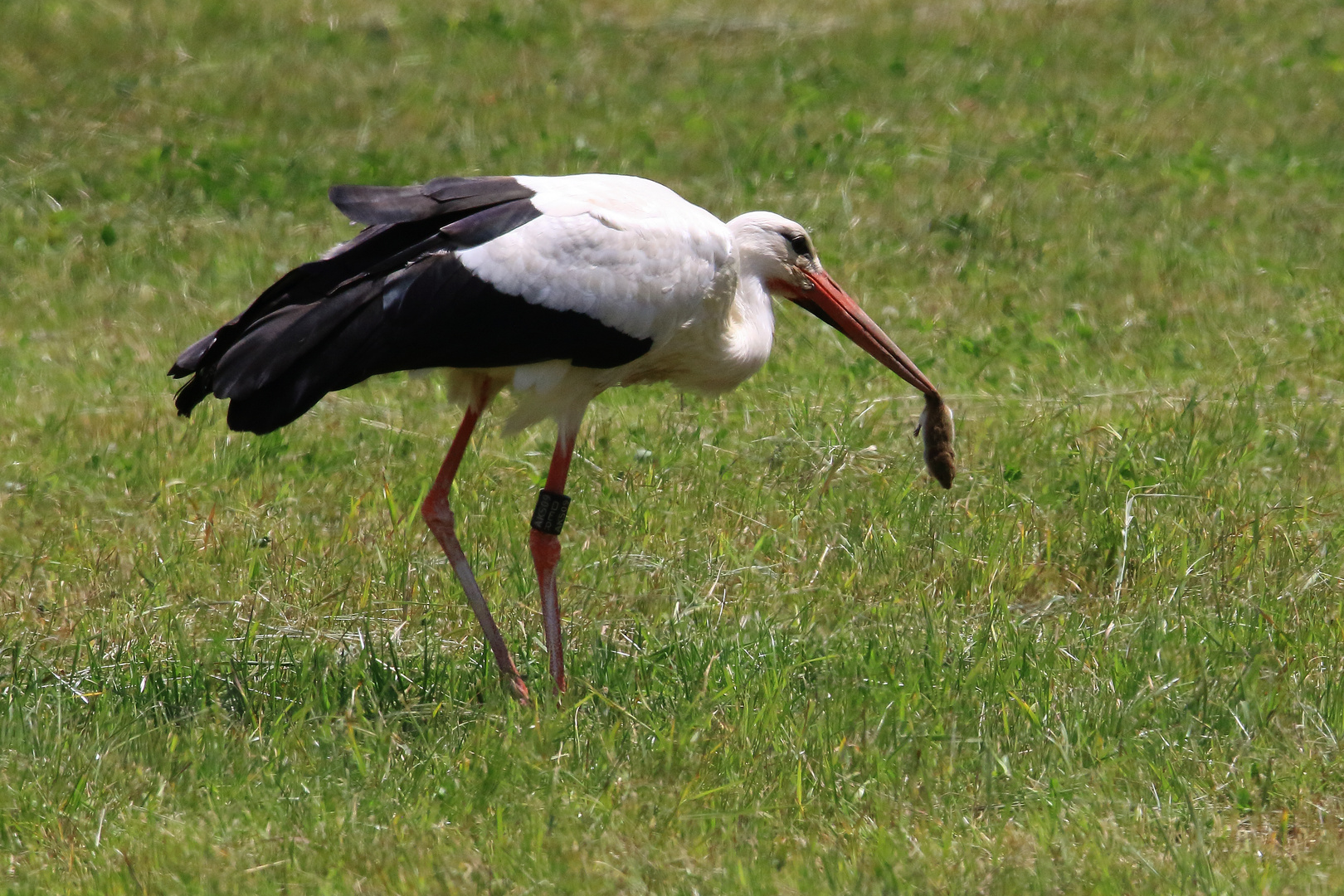  Weißstorch (Ciconia ciconia), auch Klapperstorch genannt