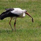  Weißstorch (Ciconia ciconia), auch Klapperstorch genannt