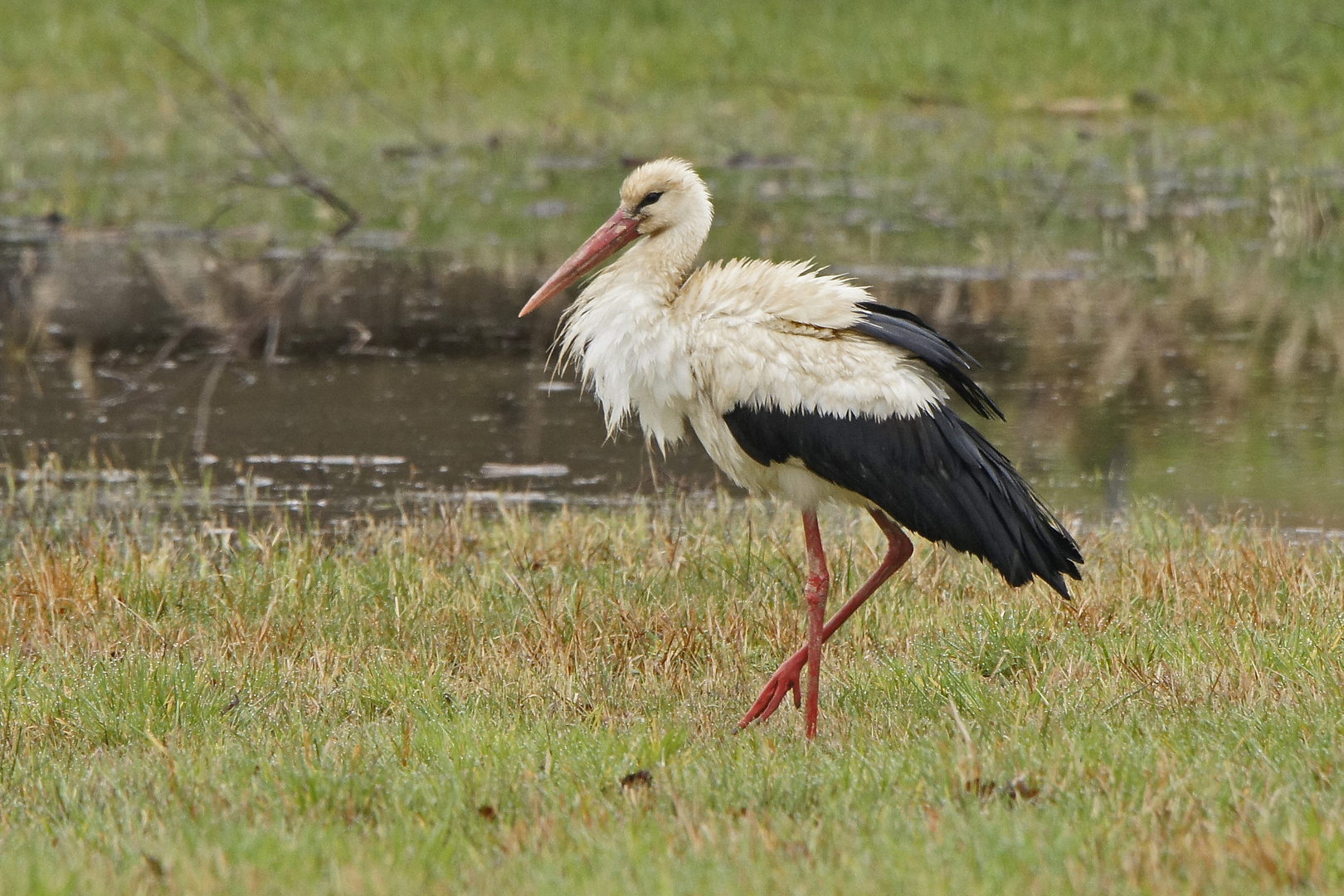 Weißstorch (Ciconia ciconia)