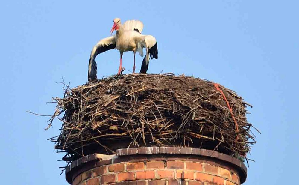 Weißstorch (Ciconia ciconia), bei der Balz