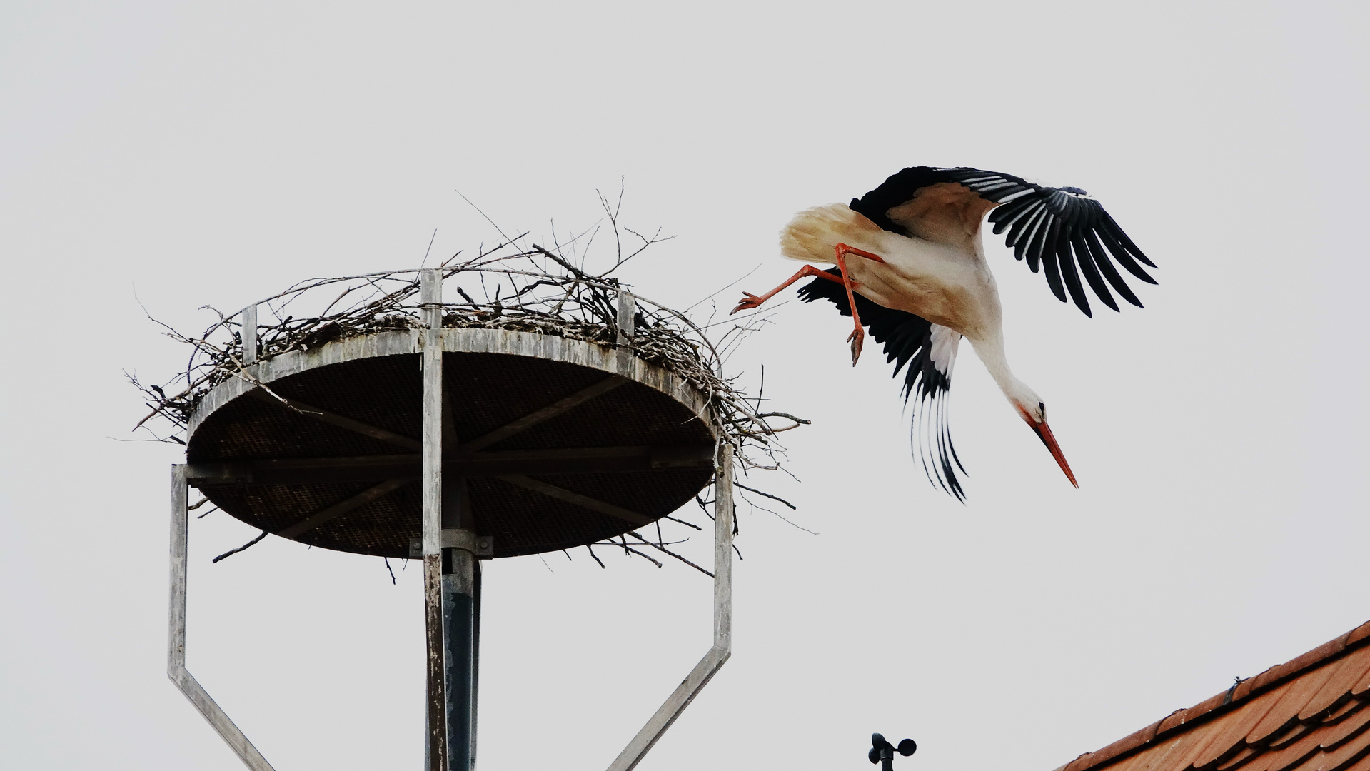 Weißstorch (Ciconia ciconia) beim Abflug