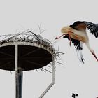 Weißstorch (Ciconia ciconia) beim Abflug