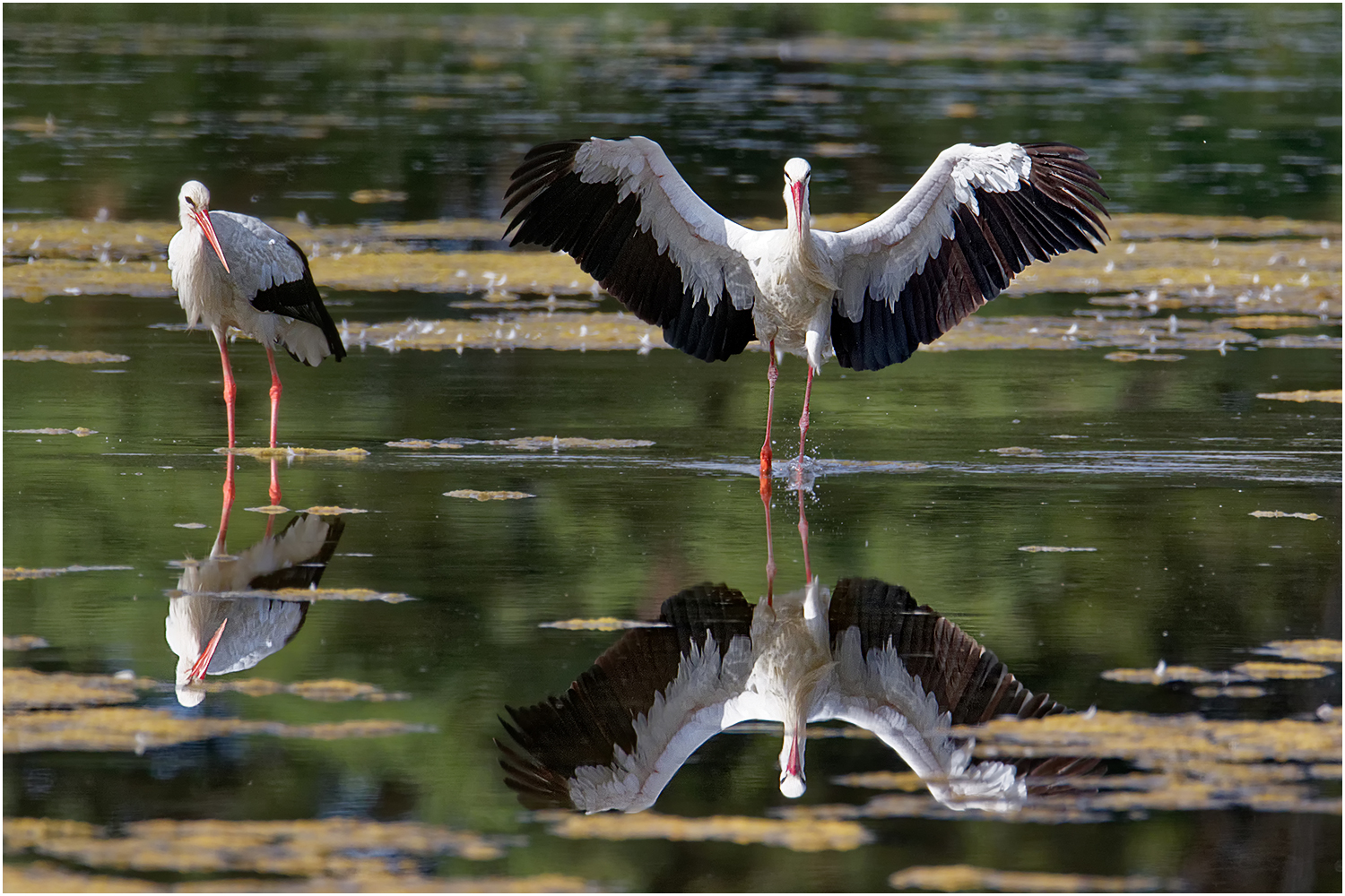 Weißstorch ( Ciconia ciconia)