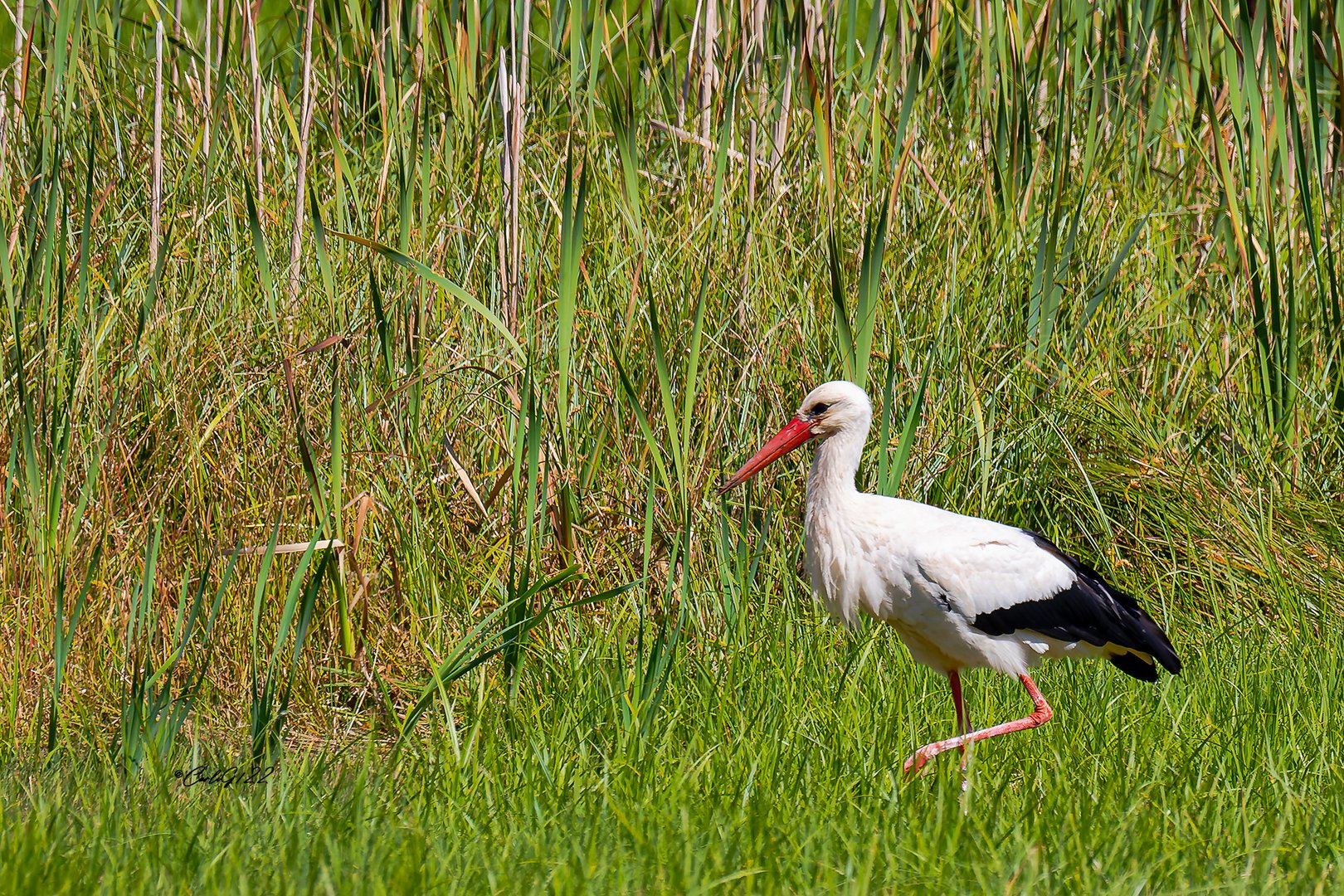 Weißstorch (Ciconia ciconia) 