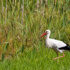 Weißstorch (Ciconia ciconia) 