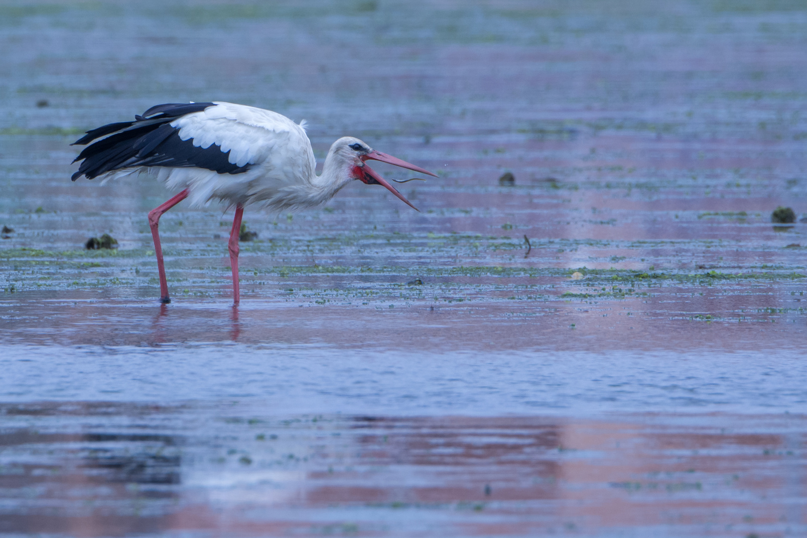 Weißstorch (Ciconia ciconia), Costa de la Luz, Spanien