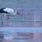 Weißstorch (Ciconia ciconia), Costa de la Luz, Spanien