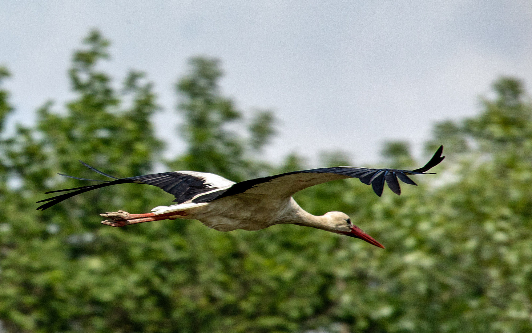 Weißstorch (Ciconia ciconia)