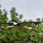 Weißstorch (Ciconia ciconia)