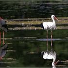 Weißstorch ( Ciconia ciconia)