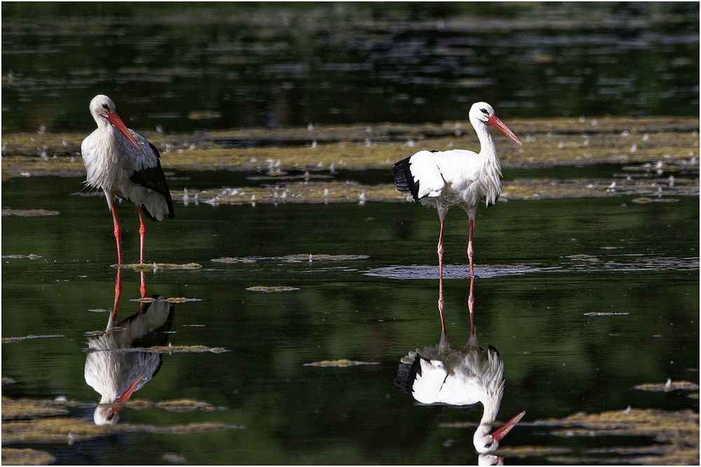 Weißstorch ( Ciconia ciconia)