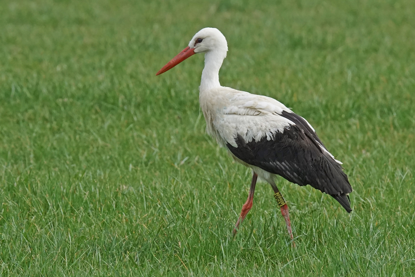 Weißstorch (Ciconia ciconia)