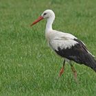 Weißstorch (Ciconia ciconia)