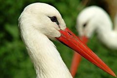 Weißstorch (Ciconia ciconia)