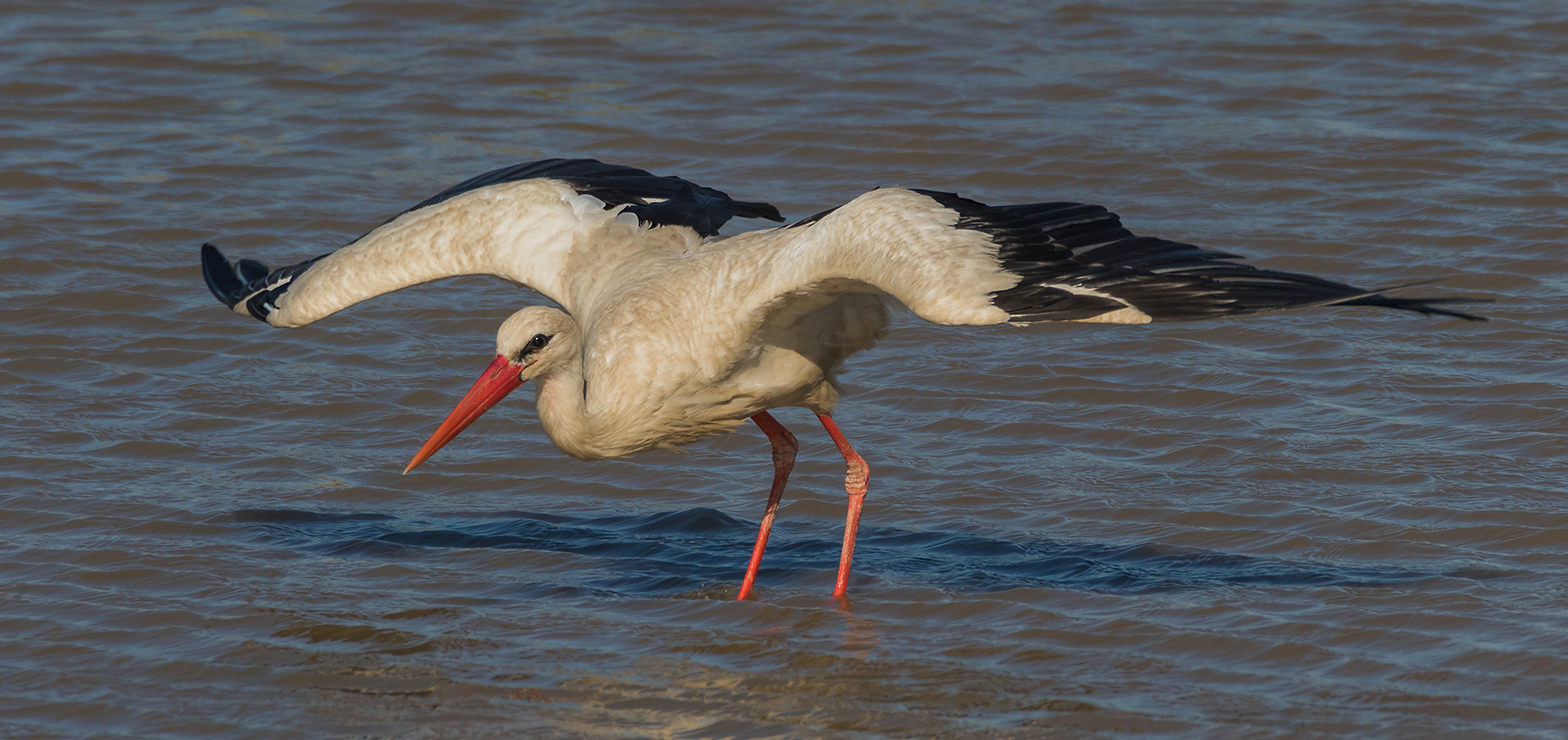 Weißstorch (Ciconia ciconia)