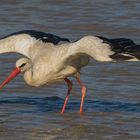 Weißstorch (Ciconia ciconia)