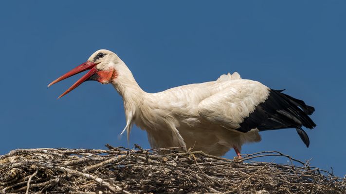 Weißstorch (Ciconia ciconia)