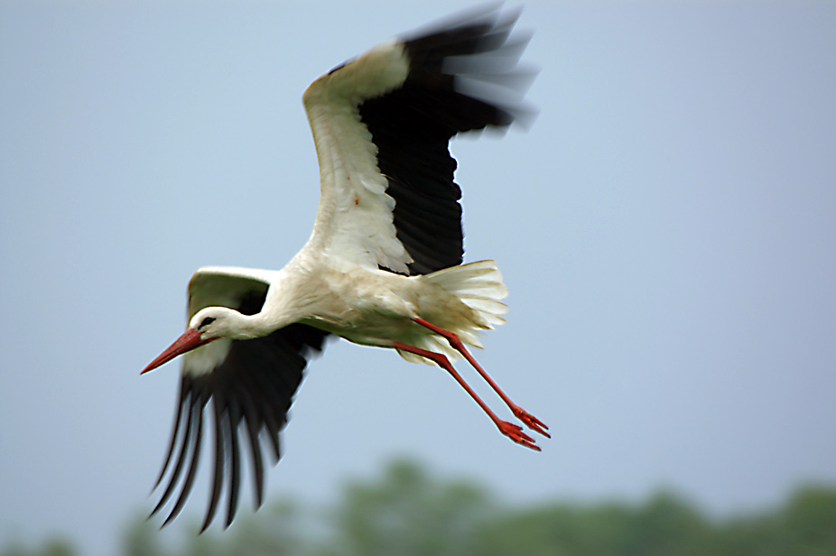 Weißstorch ( Ciconia ciconia )..