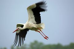 Weißstorch ( Ciconia ciconia )..