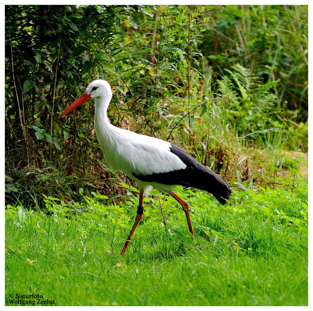 ---- Weißstorch ---- ( Ciconia ciconia )