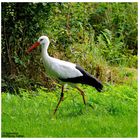 ---- Weißstorch ---- ( Ciconia ciconia )