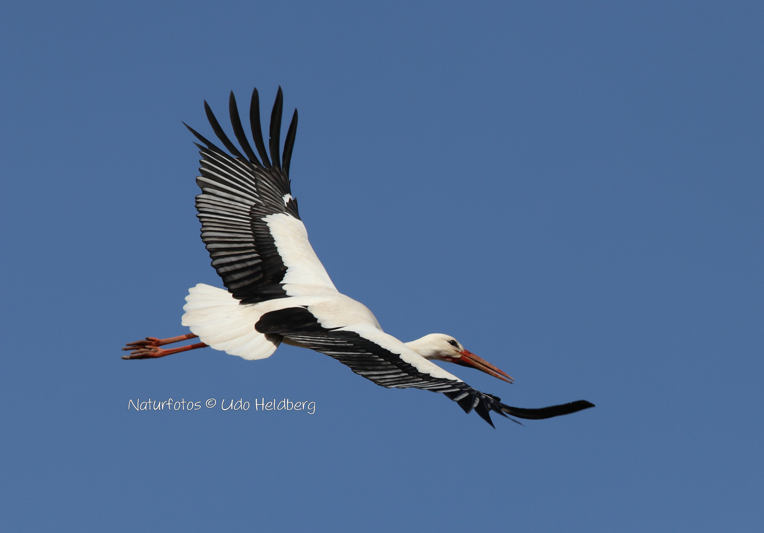 Weißstorch-Ciconia-ciconia gleitet schwerlose am Himmel