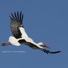 Weißstorch-Ciconia-ciconia gleitet schwerlose am Himmel