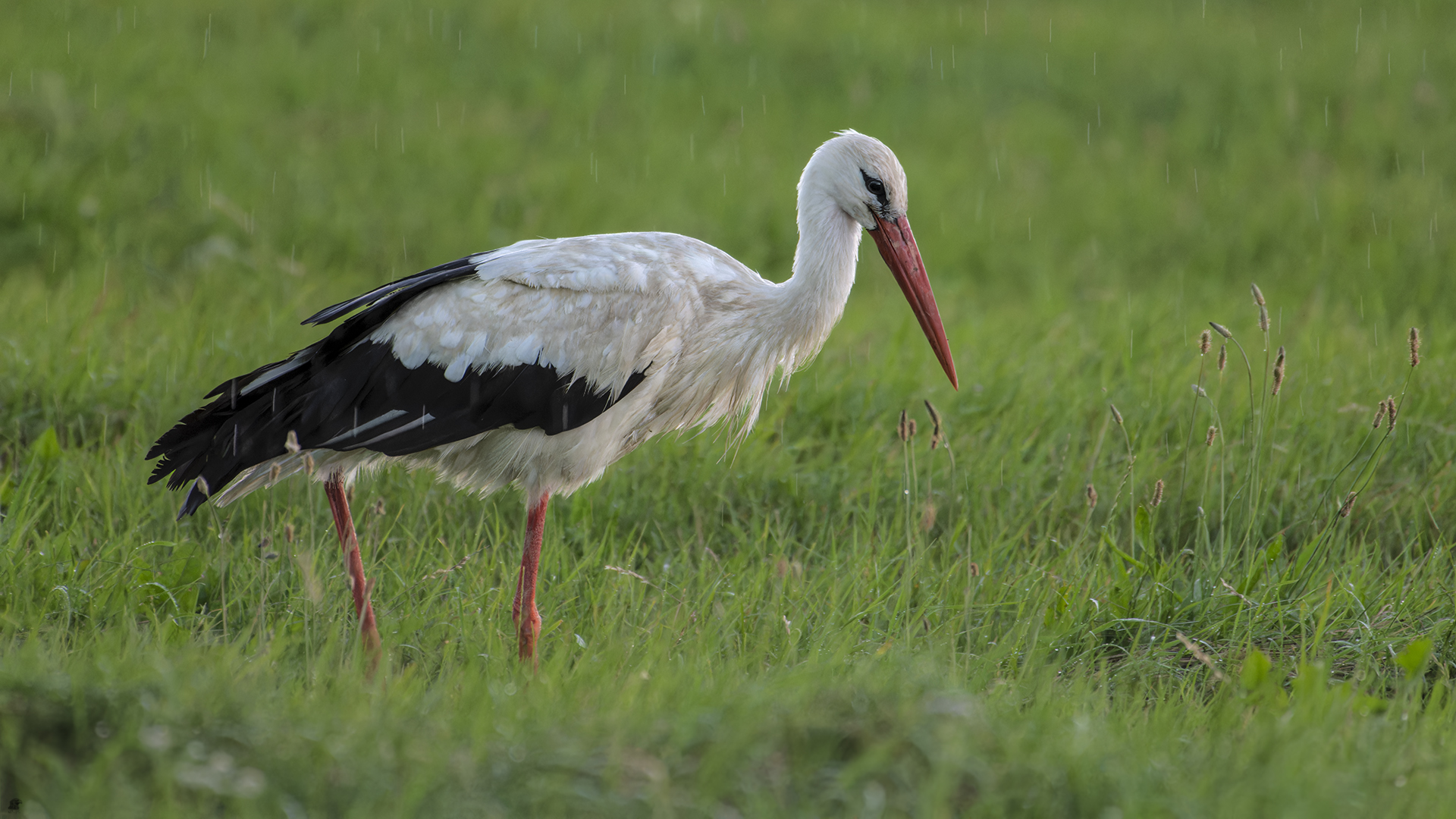 Weißstorch | Ciconia ciconia, im Regen