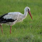 Weißstorch | Ciconia ciconia, im Regen