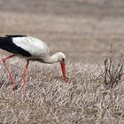 Weißstorch  (Ciconia ciconia) in der Oberlausitz