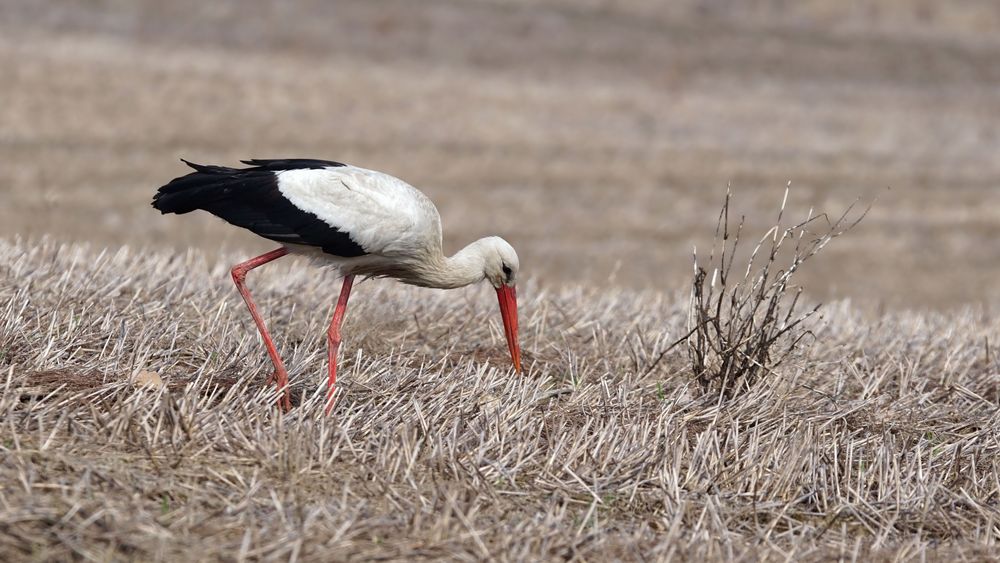 Weißstorch  (Ciconia ciconia) in der Oberlausitz