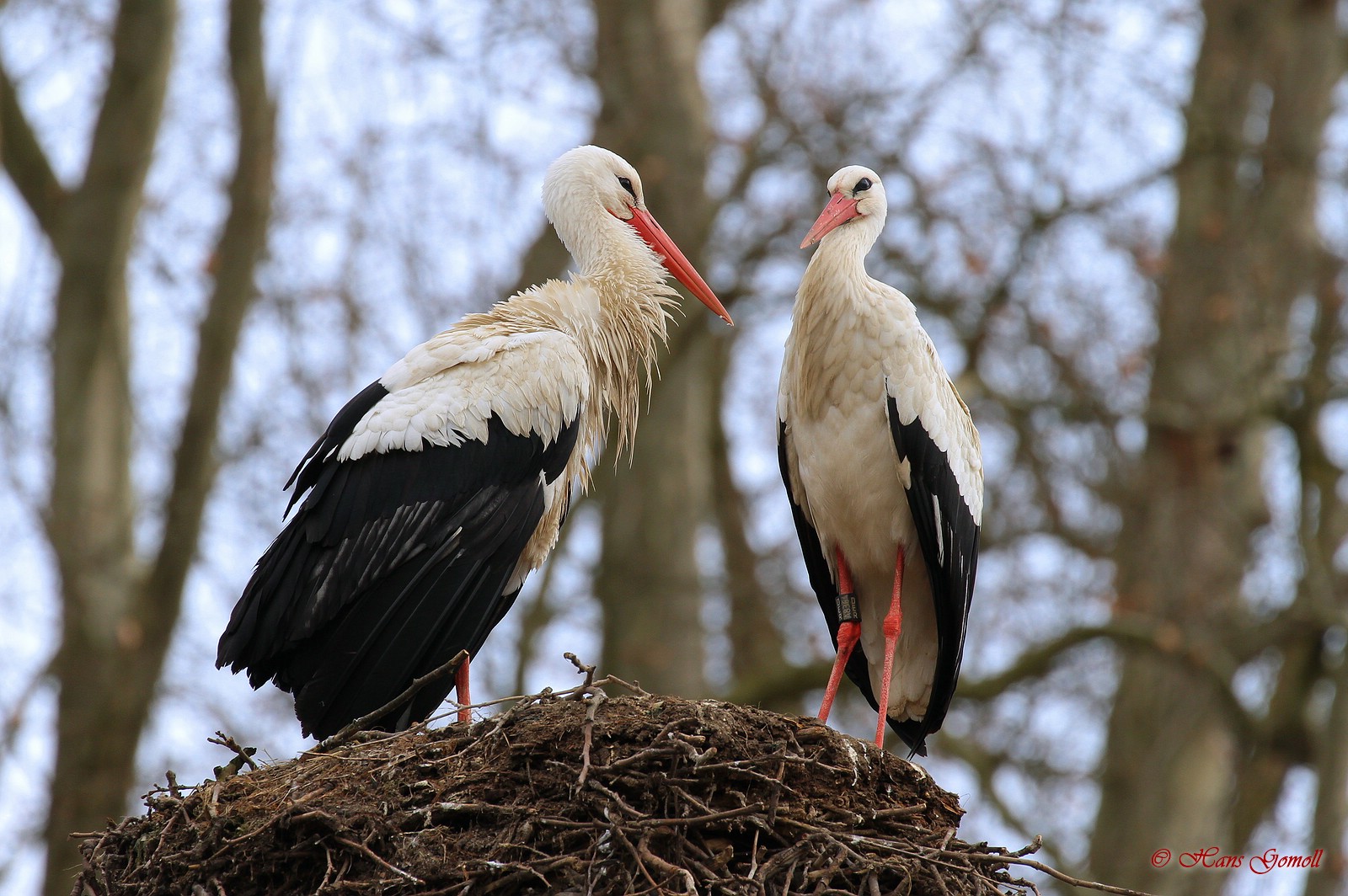 Weißstorch (Ciconia ciconia) in Straßburg