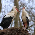 Weißstorch (Ciconia ciconia) in Straßburg