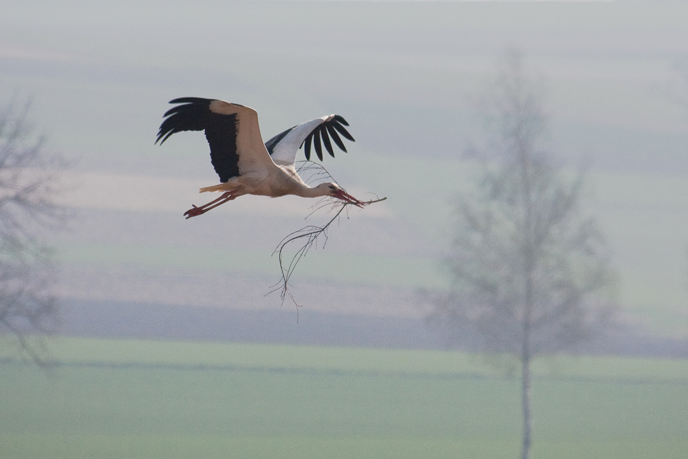 Weißstorch (Ciconia ciconia) mit Nistmaterial