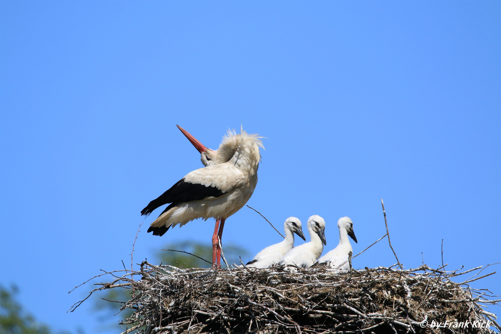 Weißstorch - Ciconia ciconia oder auch Klapperstorch 